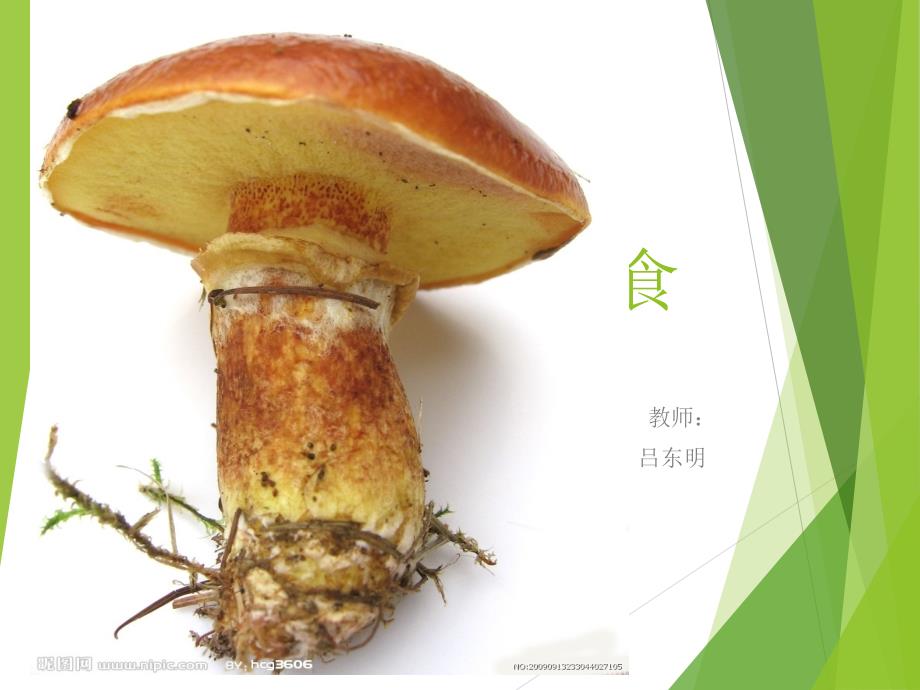 青岛版科学 食用菌ppt_第1页