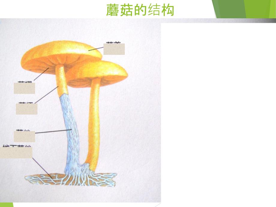 青岛版科学 食用菌ppt_第4页