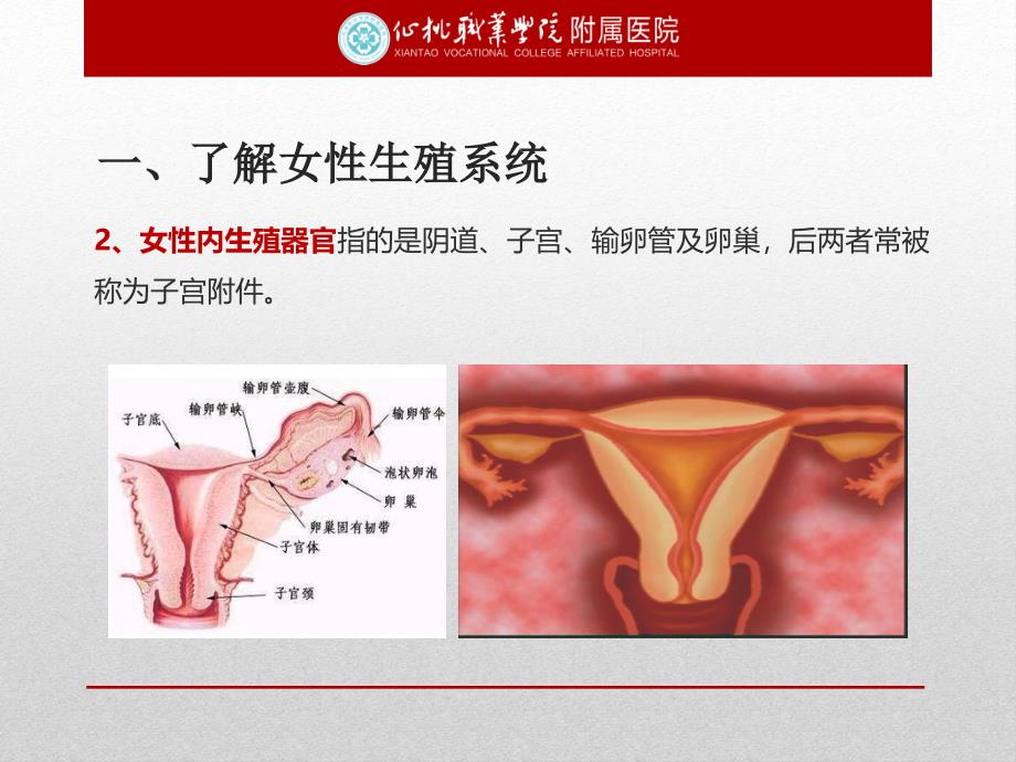 女性健康保健知识ppt课件_第4页