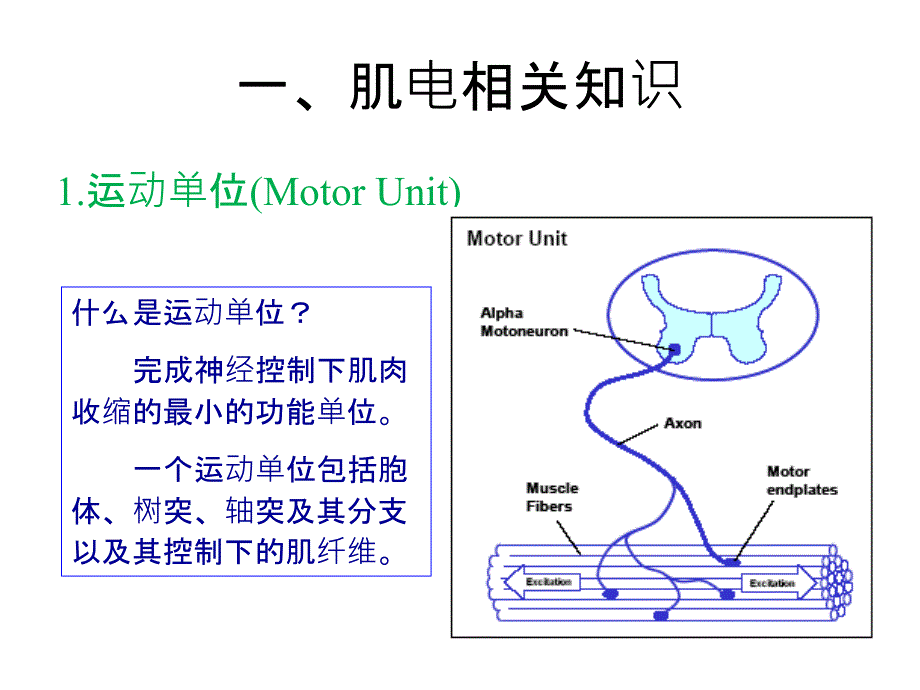 肌电相关知识及电极介绍_第3页