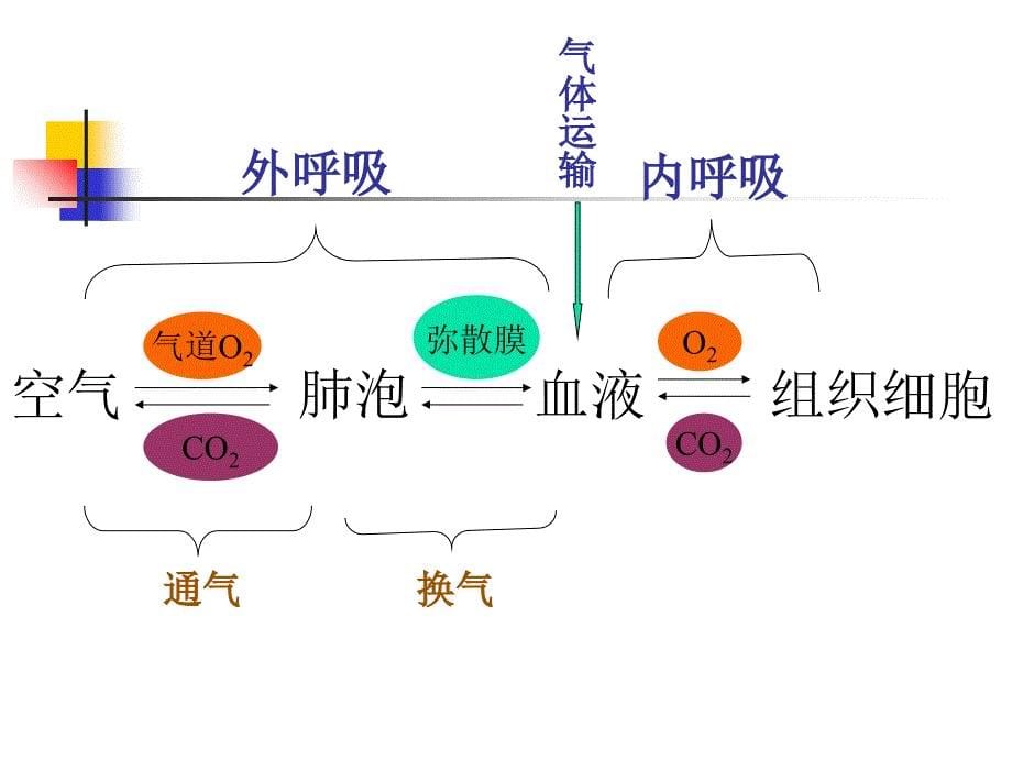 病理生理学课件肺功能障碍_第5页