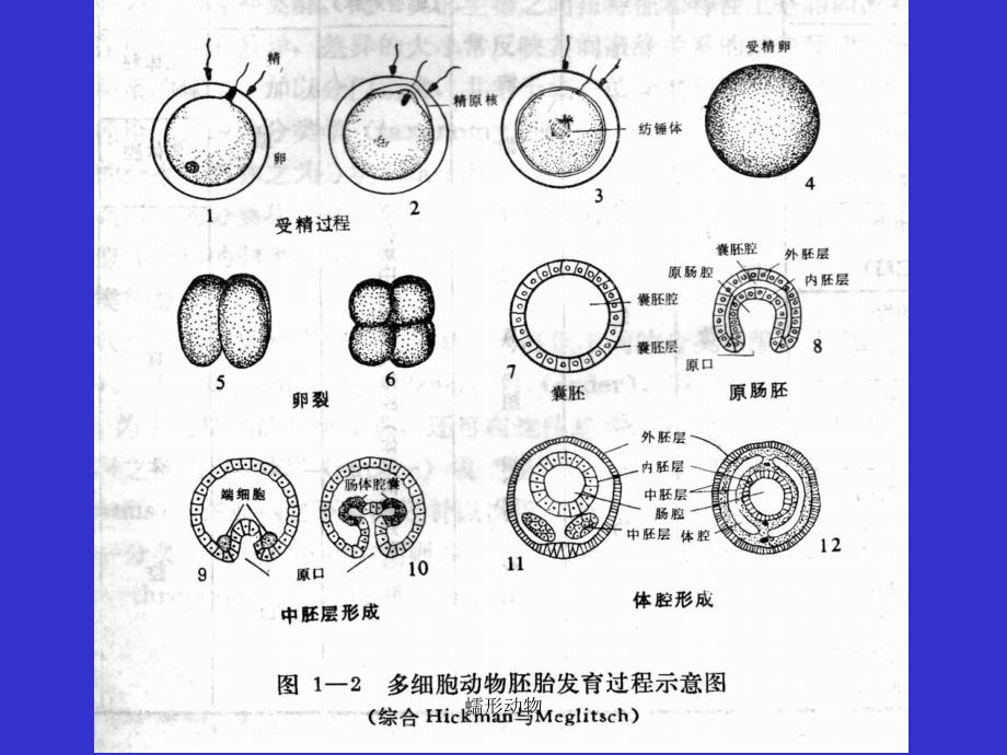 蠕形动物课件_第3页