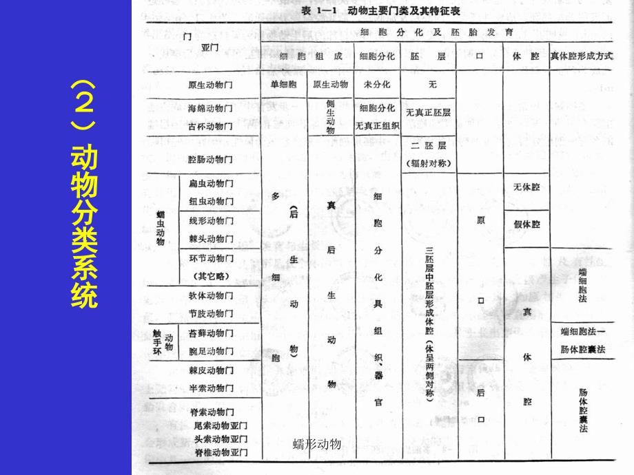 蠕形动物课件_第4页