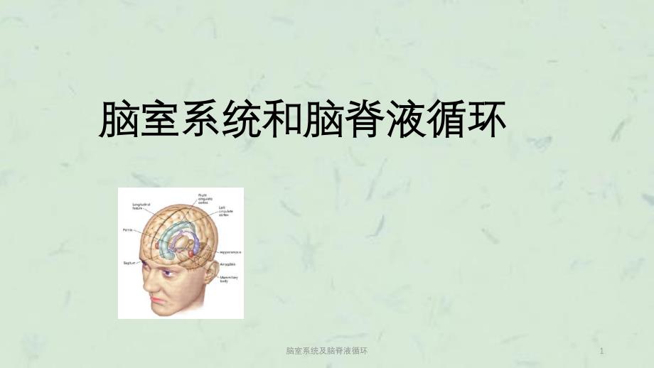 脑室系统及脑脊液循环课件_第1页