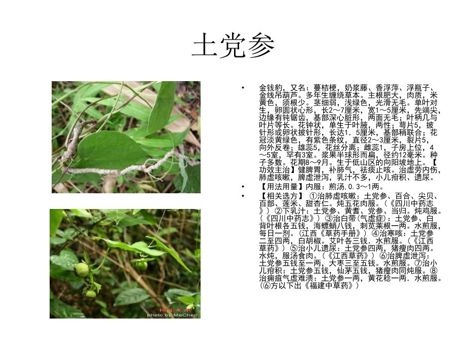 常见几种药用植物_第4页