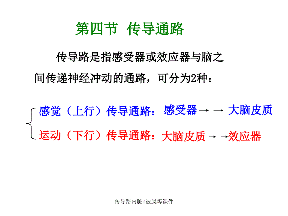 传导路内脏n被膜等课件_第1页