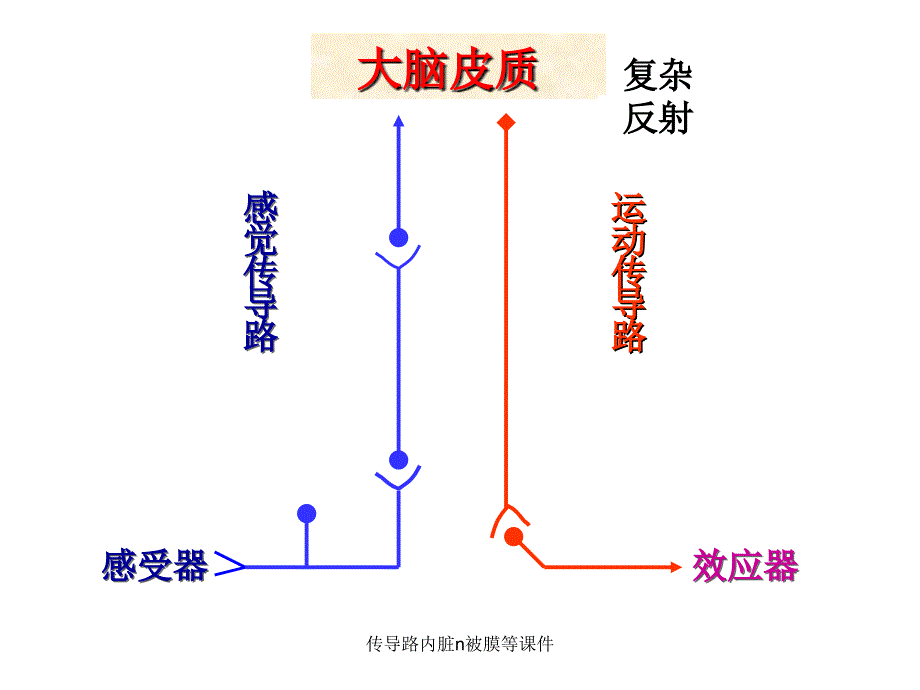 传导路内脏n被膜等课件_第2页