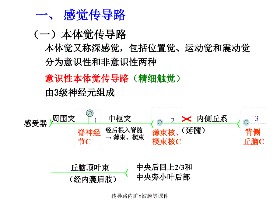 传导路内脏n被膜等课件_第3页