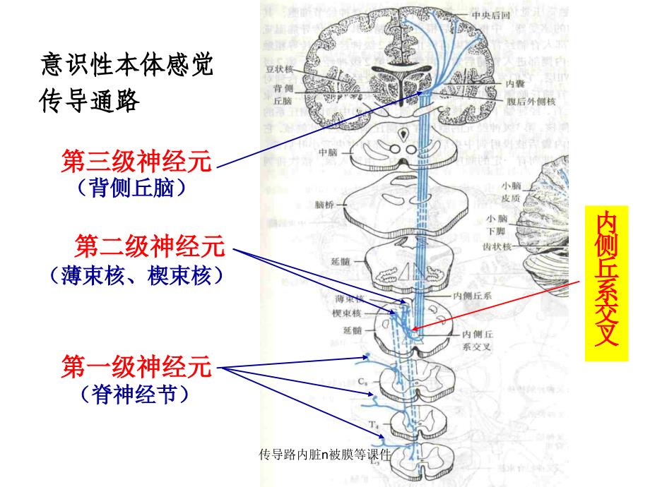 传导路内脏n被膜等课件_第4页