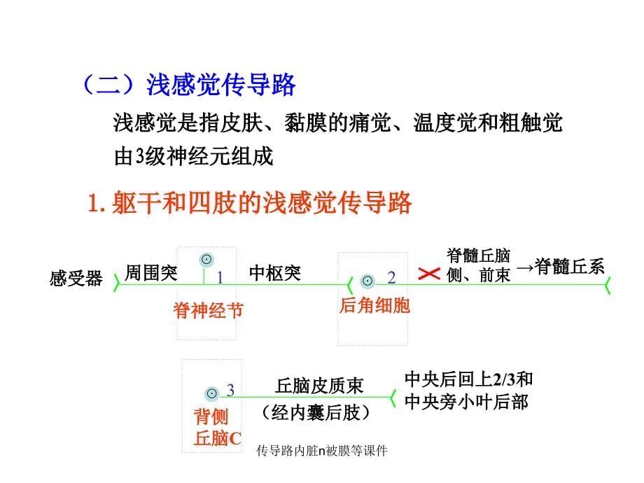 传导路内脏n被膜等课件_第5页