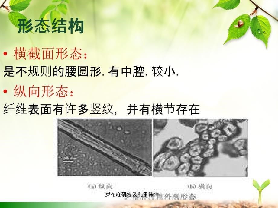 罗布麻研究及利用课件_第5页