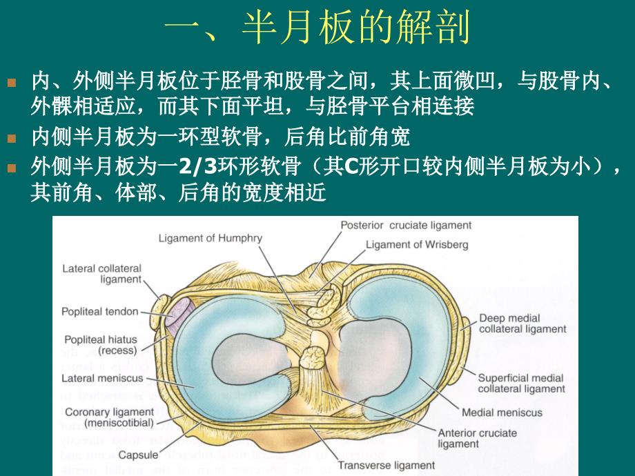 半月板撕裂的MR诊断_第2页