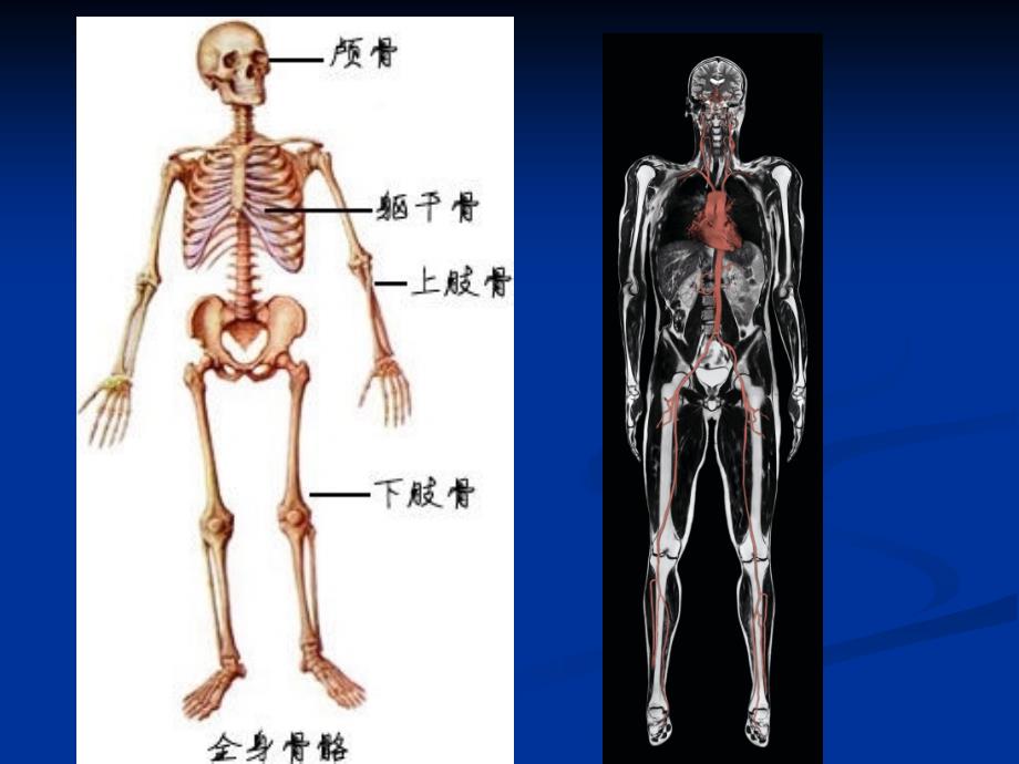 医学影像学：骨、关节系统2014七年制1_第3页