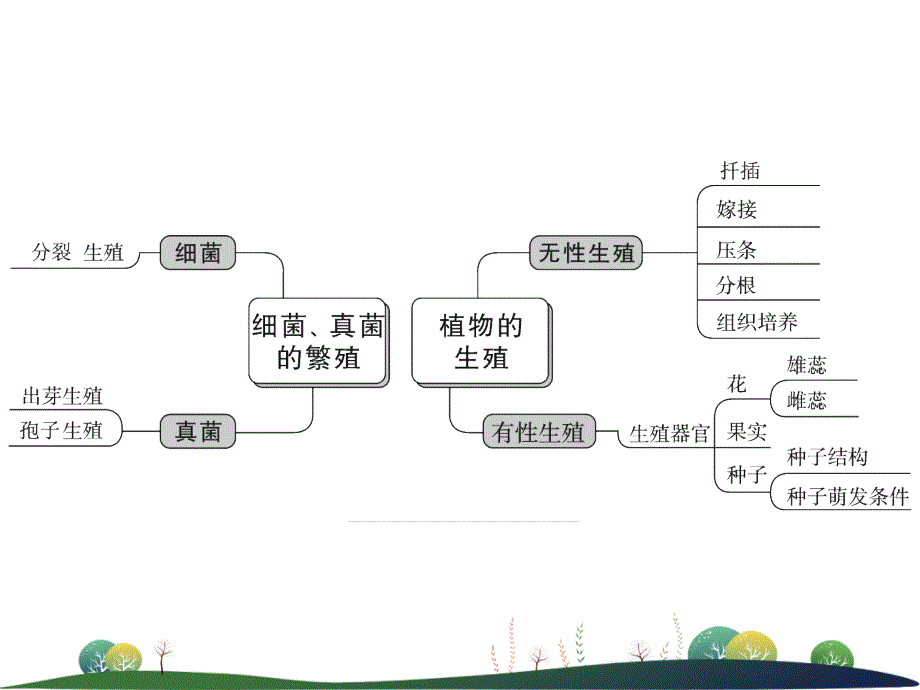 第4讲植物的生殖和发育细菌真菌的繁殖_第3页