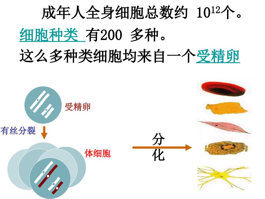 细胞的分化、癌变和衰老.ppt_第2页