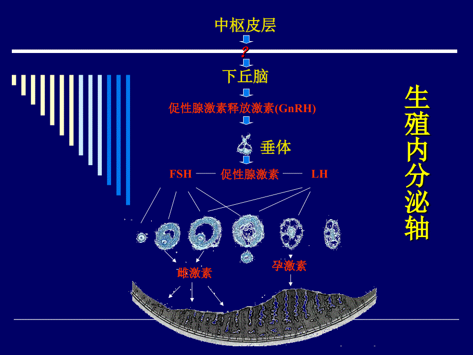 女性生殖内分泌基础_第4页