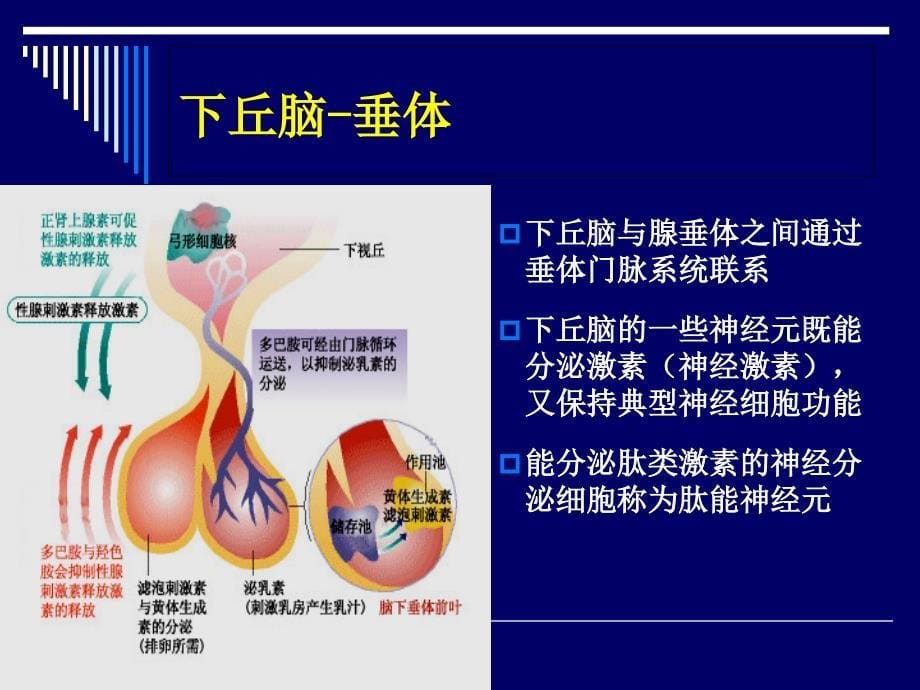 女性生殖内分泌基础_第5页