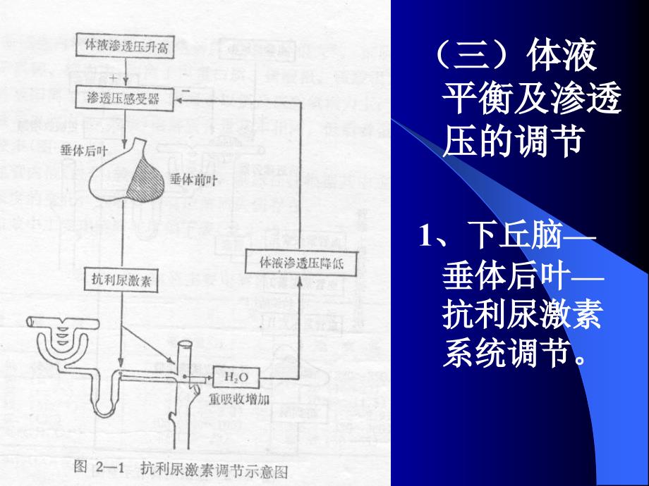 外科病人的体液及酸碱失衡_第5页