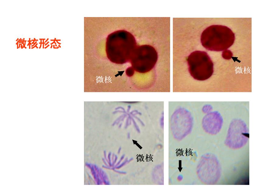 《遗传毒性评价》PPT课件_第4页