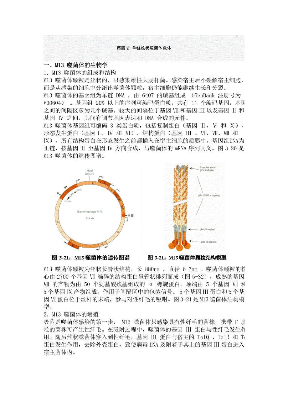 第四节 单链丝状噬菌体载体.doc_第1页