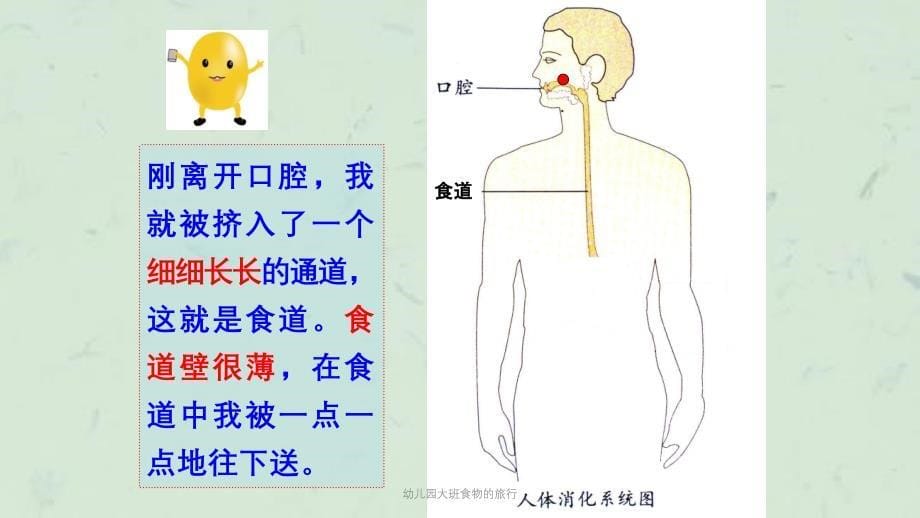 幼儿园大班食物的旅行课件_第5页