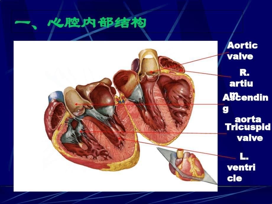 心脏解剖及正常超声心动图_第5页