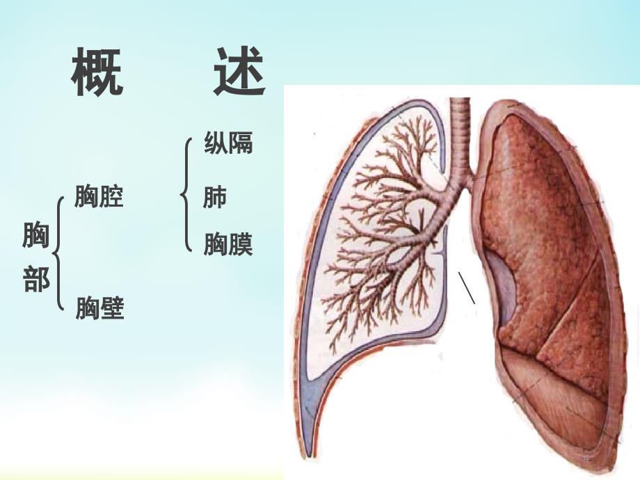 胸部解剖概述1PPT课件_第4页