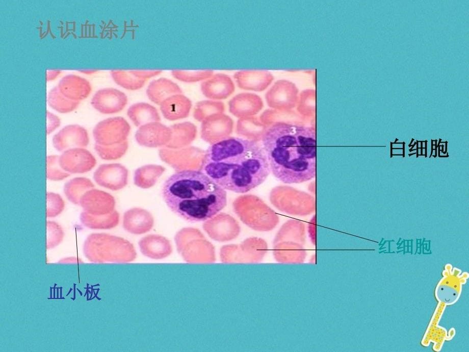 七年级生物下册第四单元第五章人体内废物的排出复习课件新版新人教版_第5页