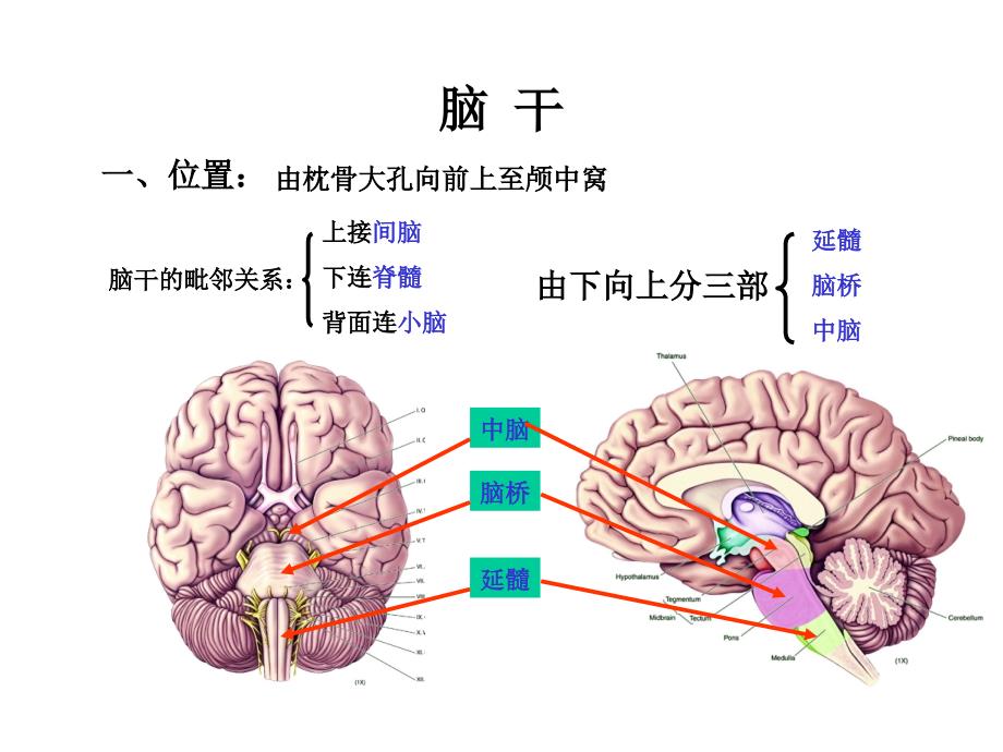 人体解剖学：14-15脑干I-四种脑神经核团张子明_第3页