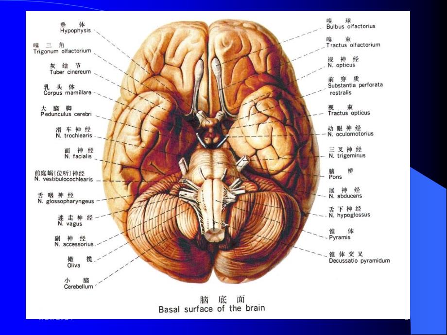 最新1节中枢神经总论PPT文档_第2页