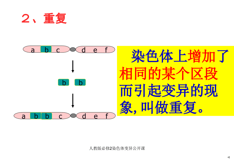 人教版必修2染色体变异公开课课件_第4页