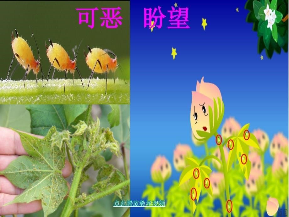 部编版一年级语文下册棉花姑娘公开课精品ppt课件_第5页