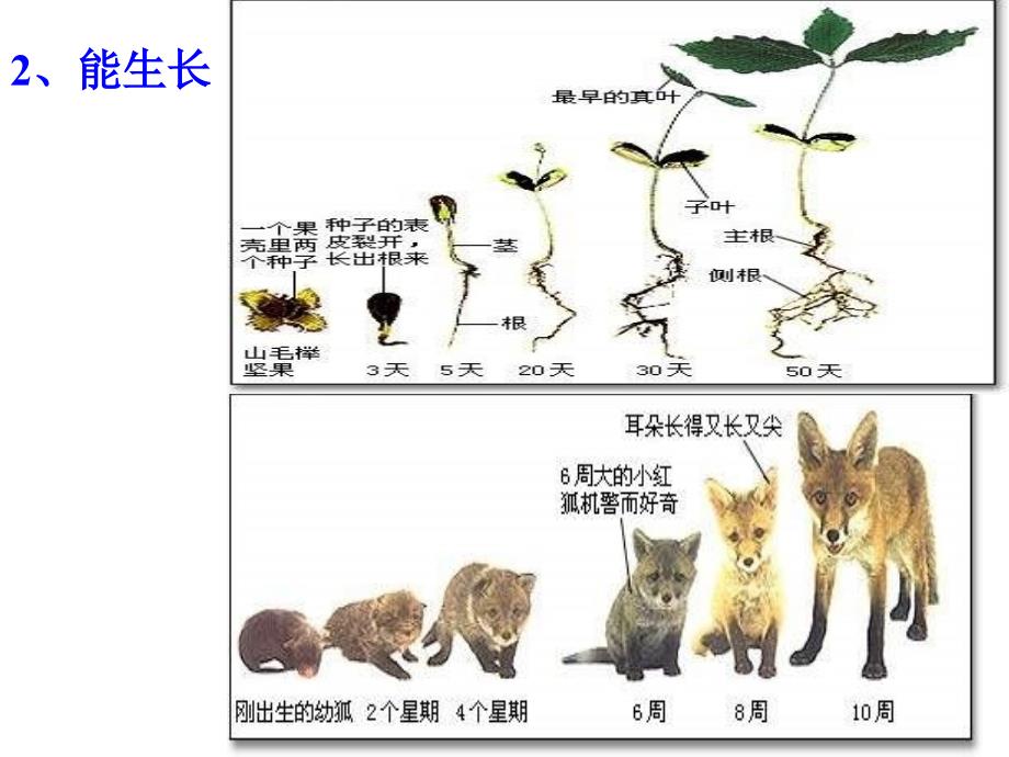 第一节我们周围的生物 (2)_第3页