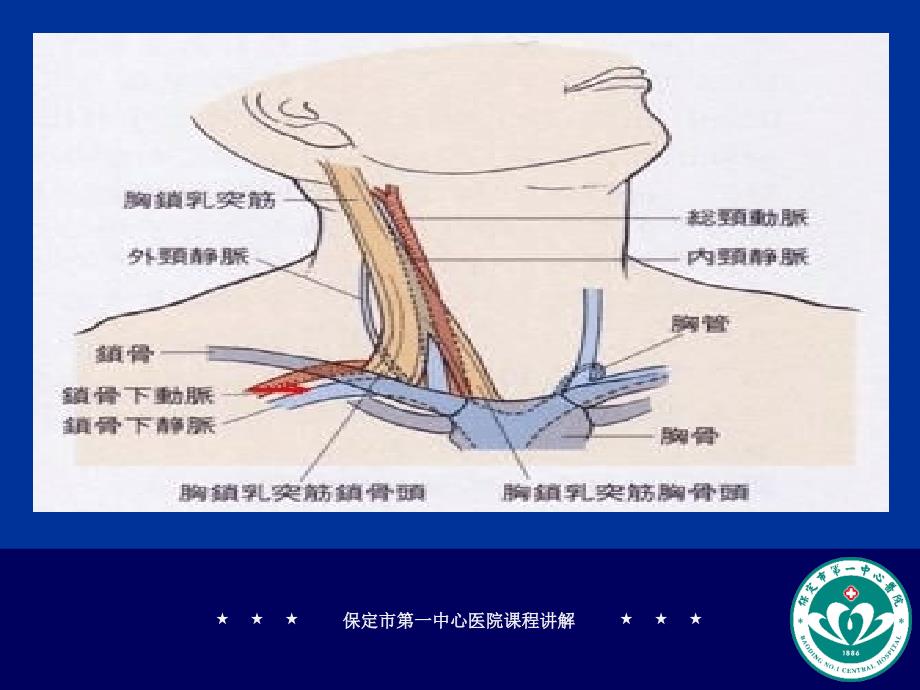 锁骨下静脉立体解剖图_第2页