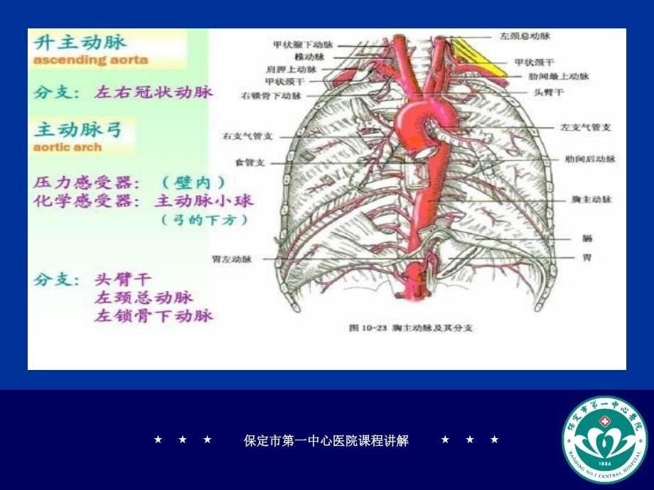 锁骨下静脉立体解剖图_第5页