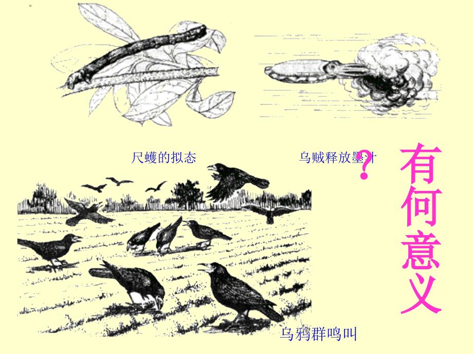 生物第17章动物的行为复习课件苏教版八年级上_第4页