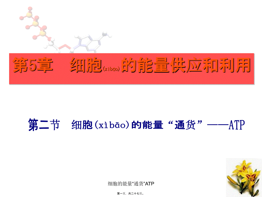 细胞的能量“通货”ATP课件_第1页