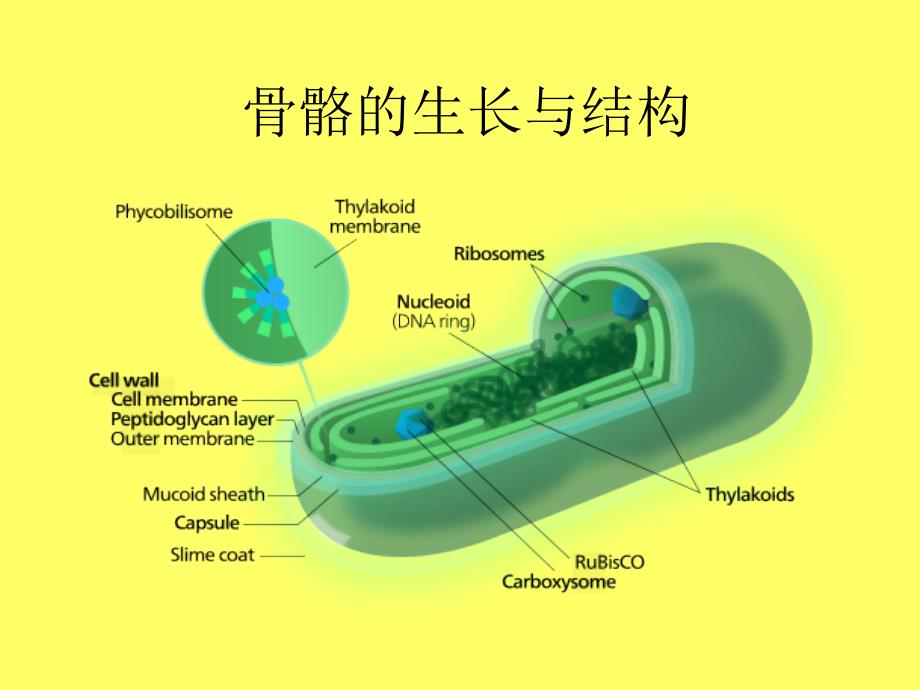 骨骼的生长与结构.ppt_第1页