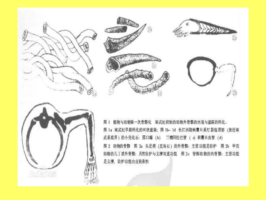 骨骼的生长与结构.ppt_第2页