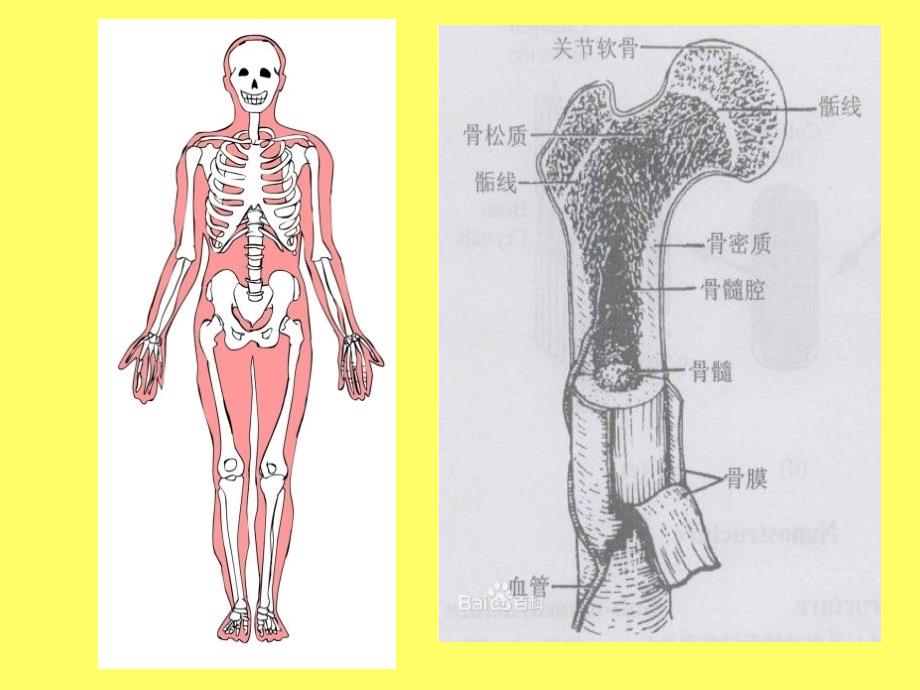 骨骼的生长与结构.ppt_第3页