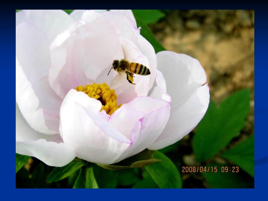 观赏植物开花习性、花器构造观察与记载.ppt_第3页