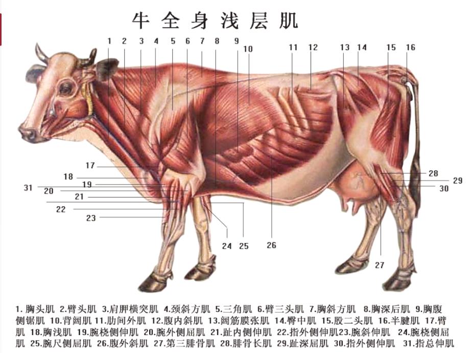 动物组培运动系统PPT课件_第1页