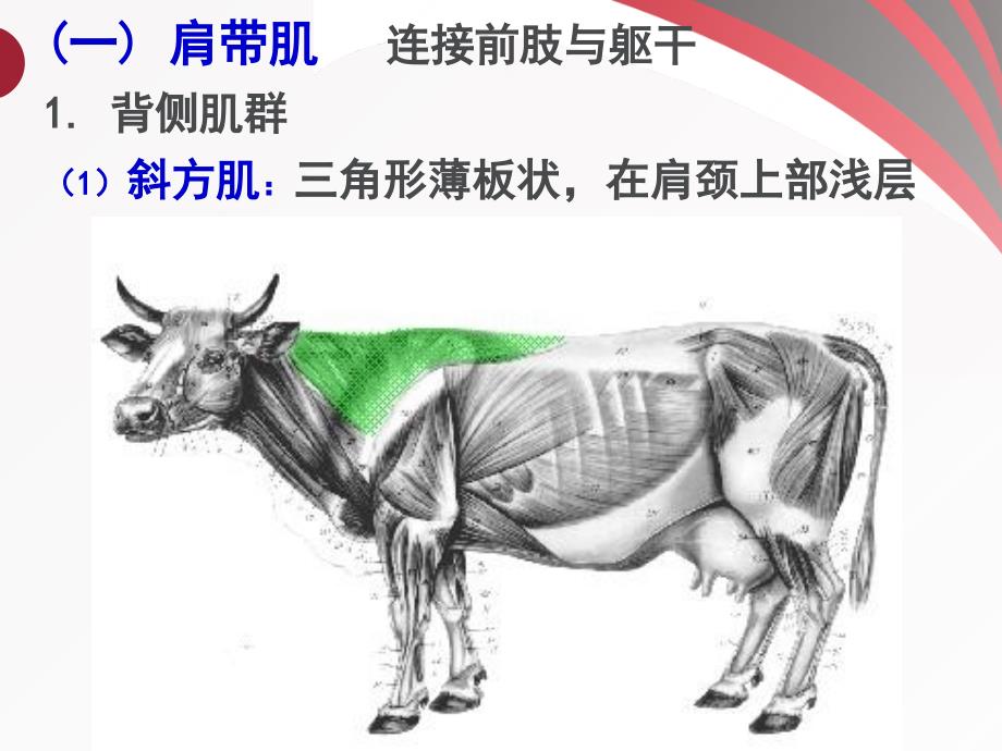 动物组培运动系统PPT课件_第3页