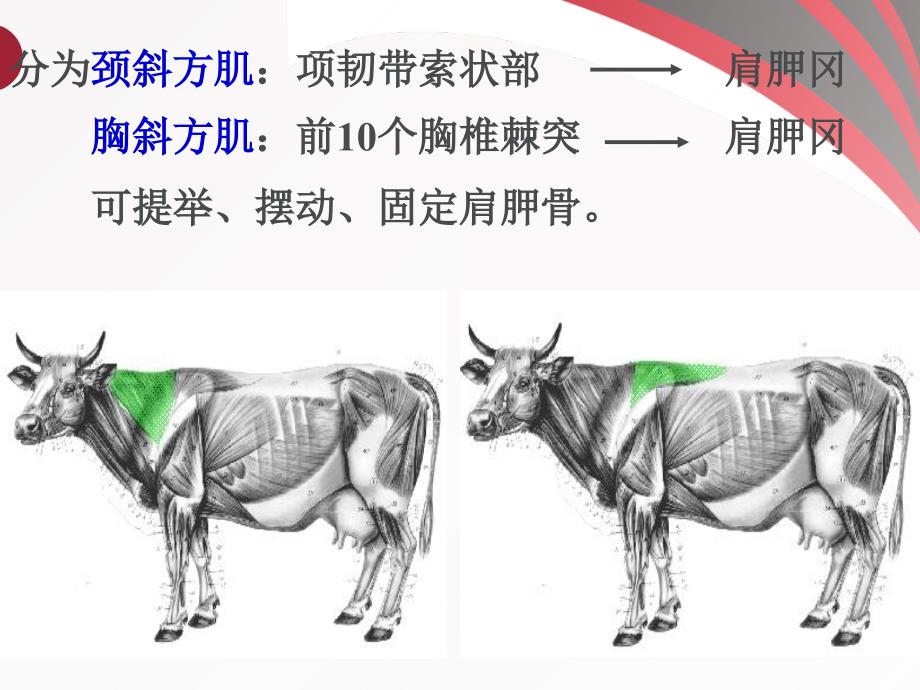 动物组培运动系统PPT课件_第4页