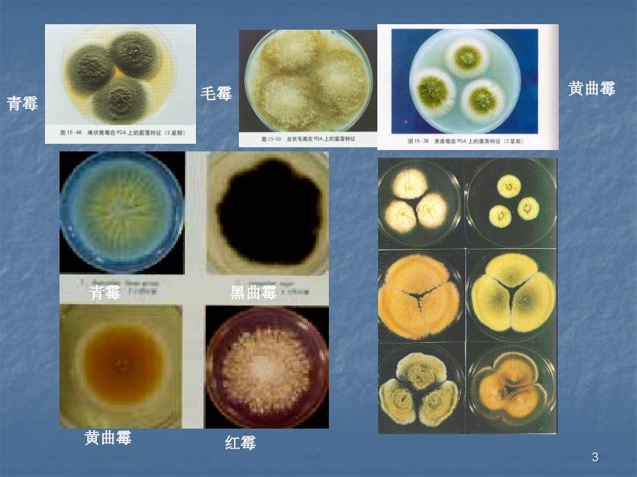 常见霉菌形态观察精选PPT_第3页