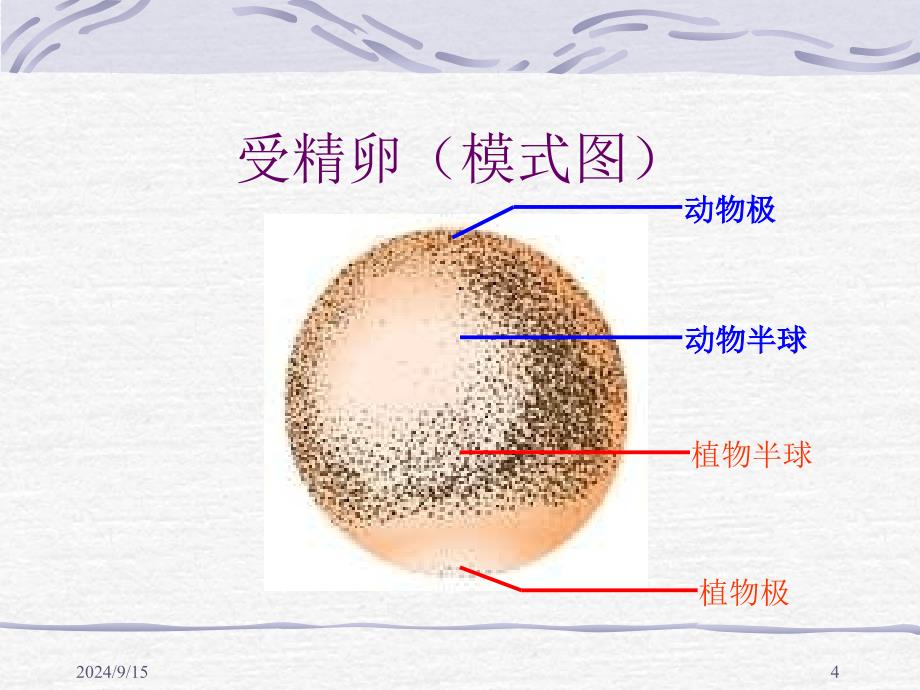 动物的个体发育_第4页