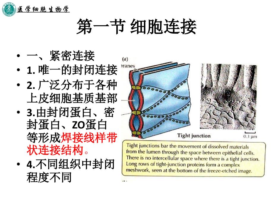 第十章细胞连接与细胞粘连_第4页