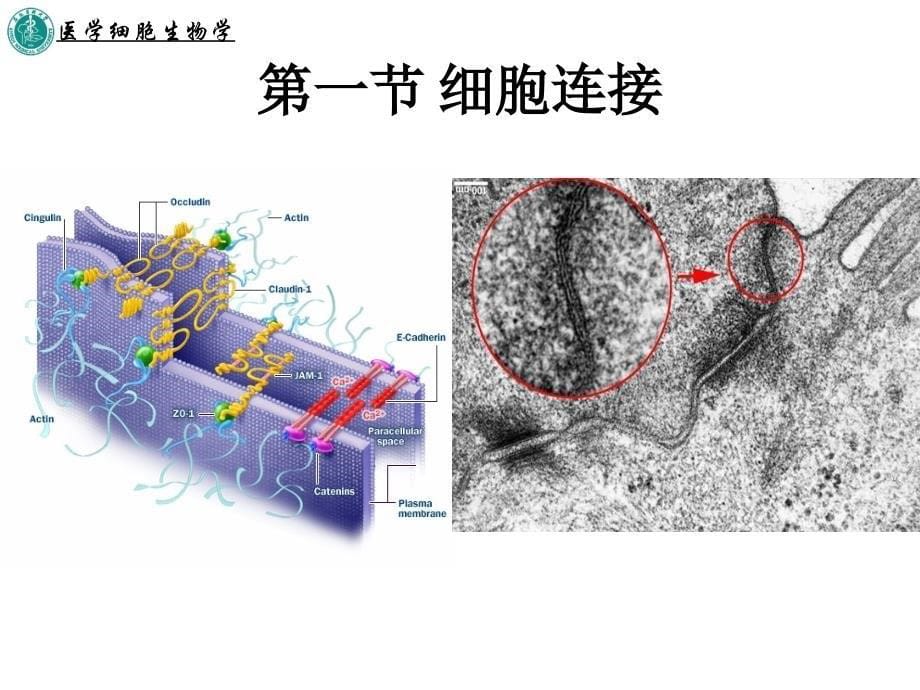 第十章细胞连接与细胞粘连_第5页