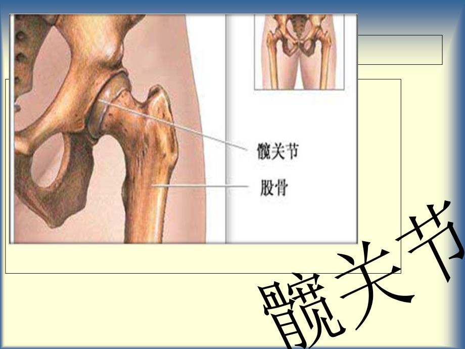 髋关节及其常见病PPT课件_第1页