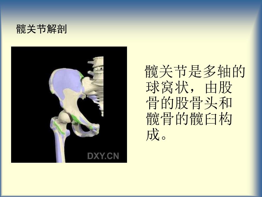 髋关节及其常见病PPT课件_第3页